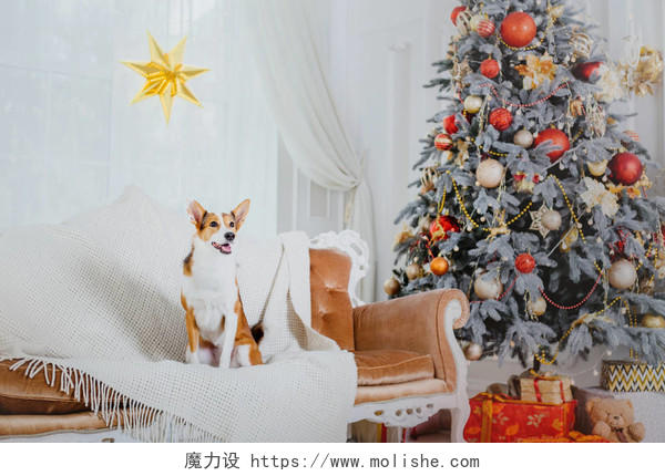 圣诞节背景上的狗新年礼物圣诞树寒假